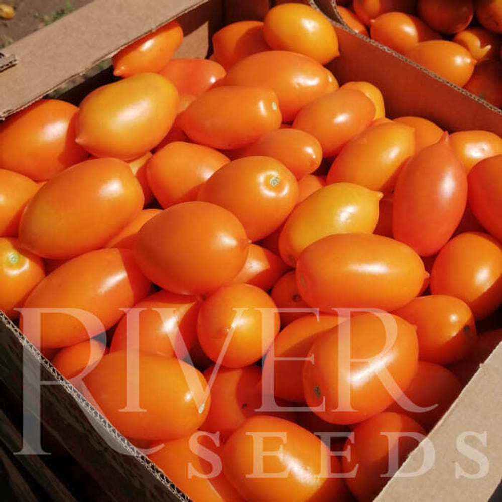 Томат Тейсти Голд F1 (50шт) Витагрин Профи