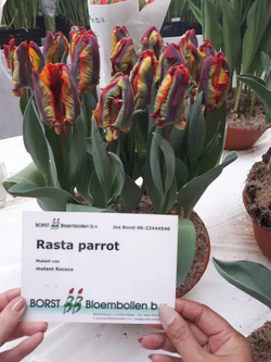 Тюльпан Rasta Parrot NEW 5 шт М26 осень 25