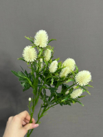 Эрингиум белый (h68 см)