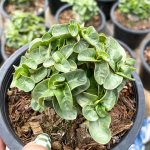 Адениум DHA PHET PAN LAN (PPL) корнесобственный