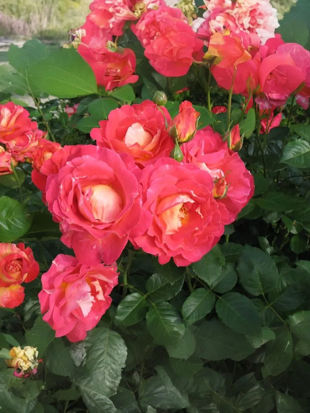 Роза шраб Мейян Декор Арлекин