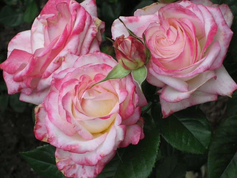 Роза кустовая Романтика Белая с розовым кантом