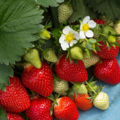 Земляника Крупноплодная Клери