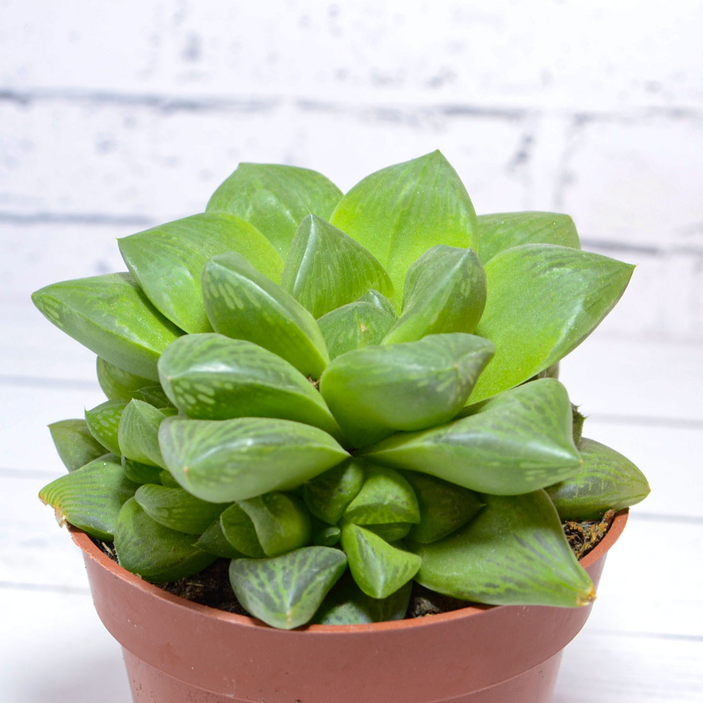 Haworthia Cymbiformis hybride (Хавортия)