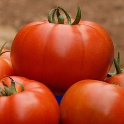 БЕЛЛЕ F1 семена томата (Enza Zaden | Alexagro)