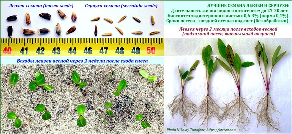 Семена левзеи и серпухи