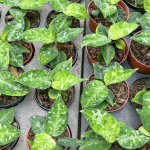 Аглаонема PICTUM TRICOLOR (N38)