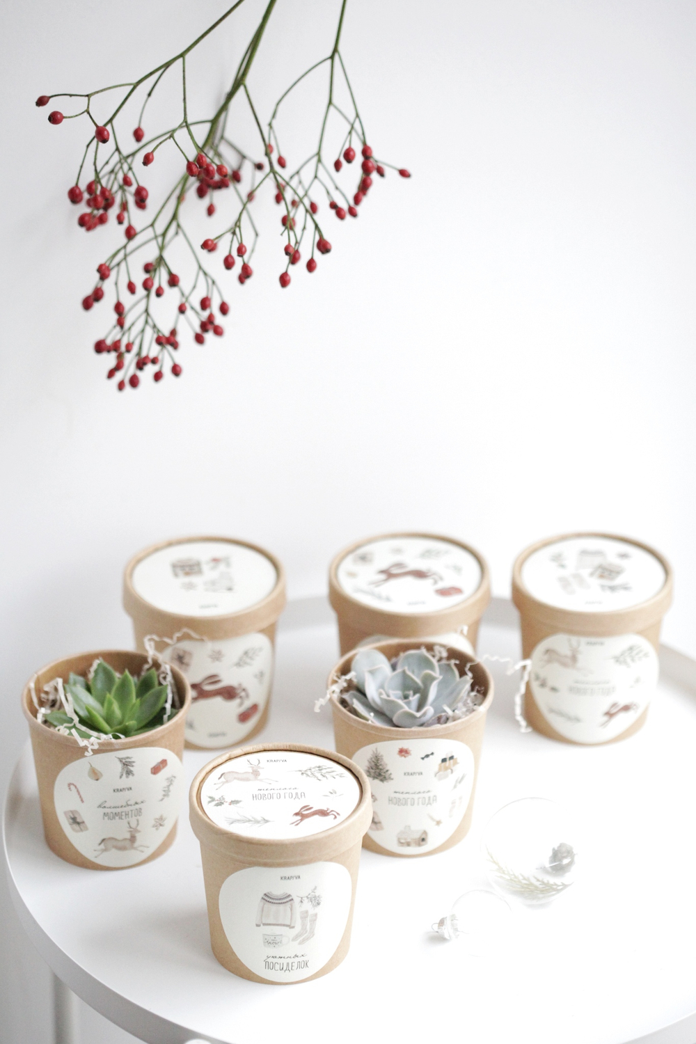 Суккулент в праздничном стаканчике