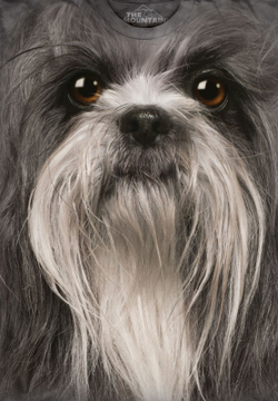 Shih Tzu Face