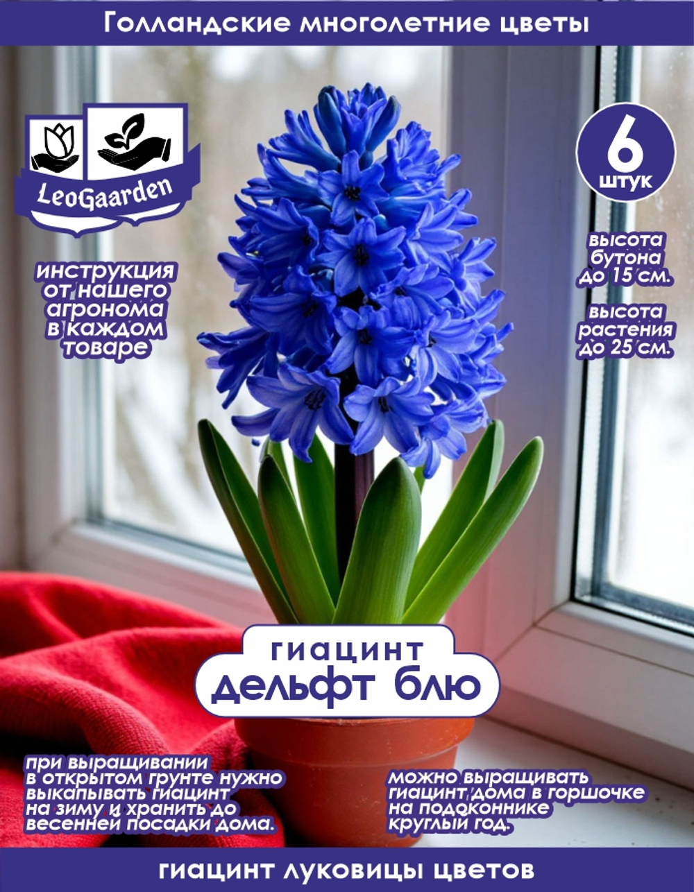 Гиацинт Луковицы цветы, Дельфт Блю, 6 шт