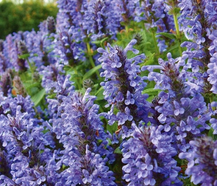 Котовник жильчатый "Blue Moon". Nepeta nervosa "Blue Moon".