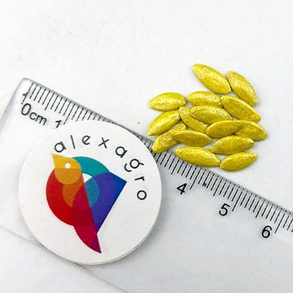 Рубинштейн F1 семена огурца партенокарпического (Rijk Zwaan / ALEXAGRO) семена – фото 8