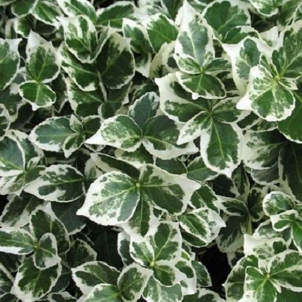 Бересклет Форчуна Эмеральд Гаити