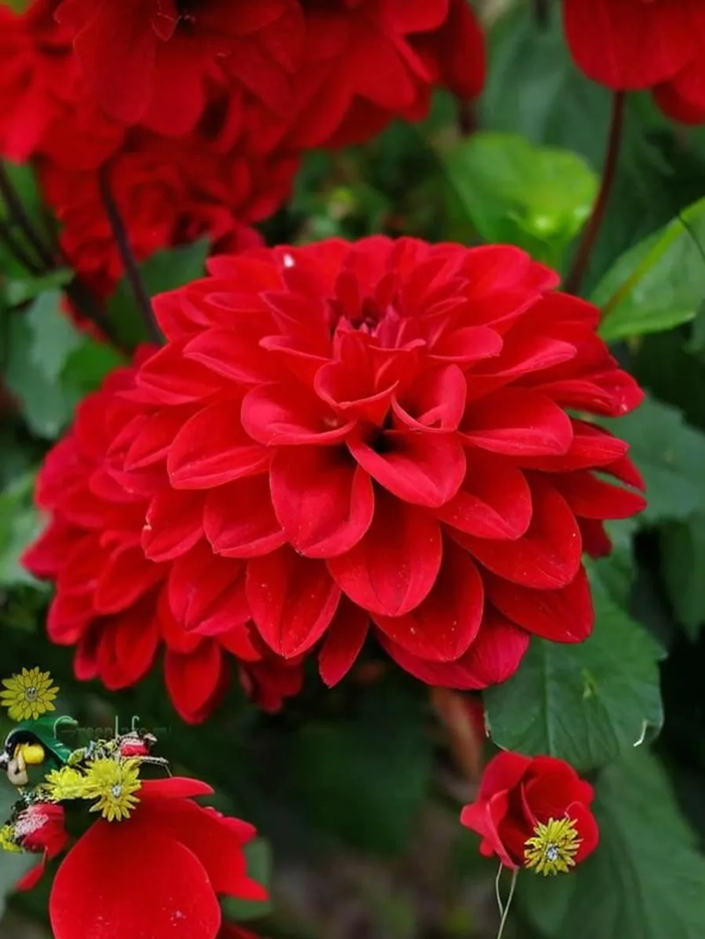 Георгин бордюрный Геллери Сингер