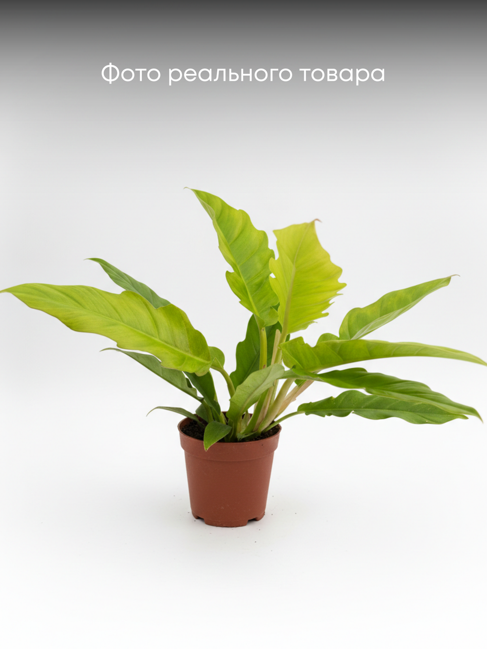 Филодендрон Golden Crocodile д.12