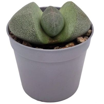 Купить живые суккуленты 🌵 Интернет-магазин суккулентов EnjoyPlants