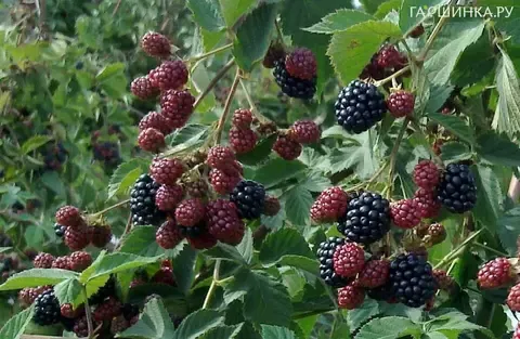 Ежевика Тонфри (бесшипная) (ЗКС)