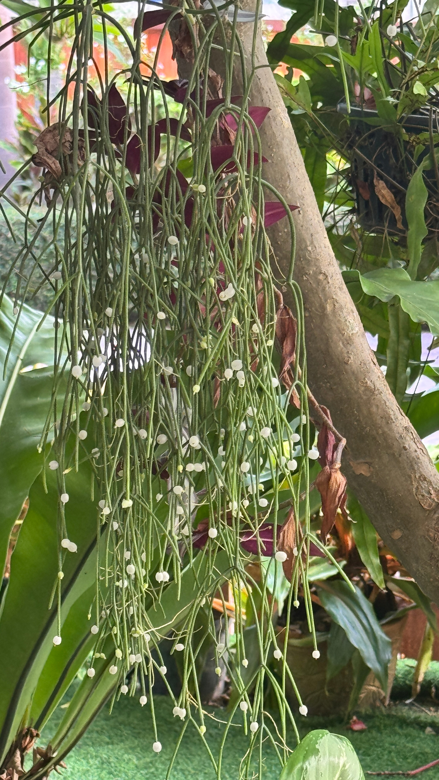 Рипсалис baccifera