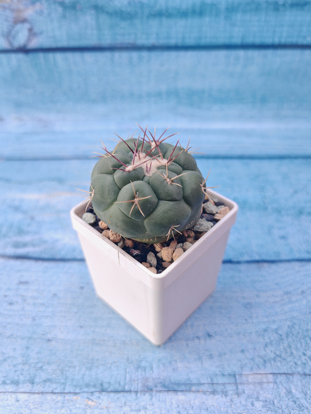 Thelocactus Hexaedrophorus (Телокактус)
