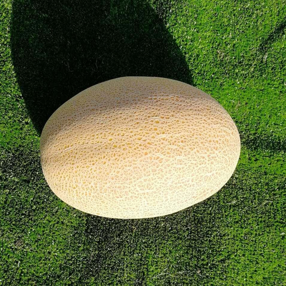 Самит F1 семена дыни (Seminis / Семинис) продукт – фото 7