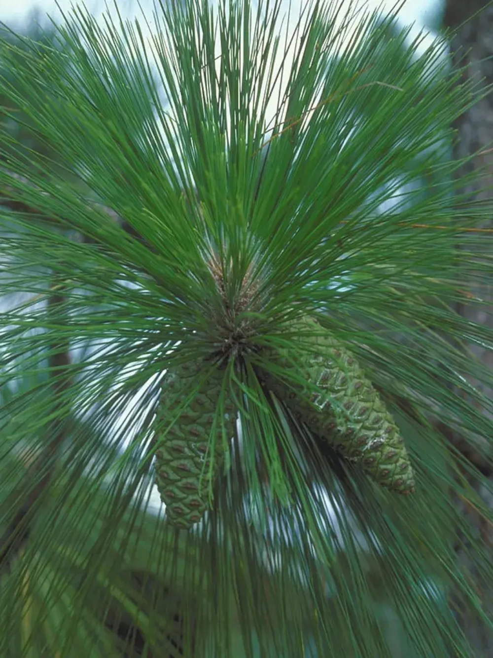 Семена Сосна болотная (Pinus palustris) " GA" 1 гр