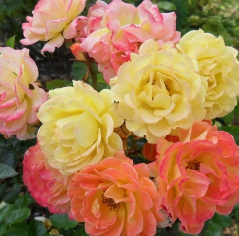 Роза почвопокровная Бесси ОКС конец апреля -май 2026