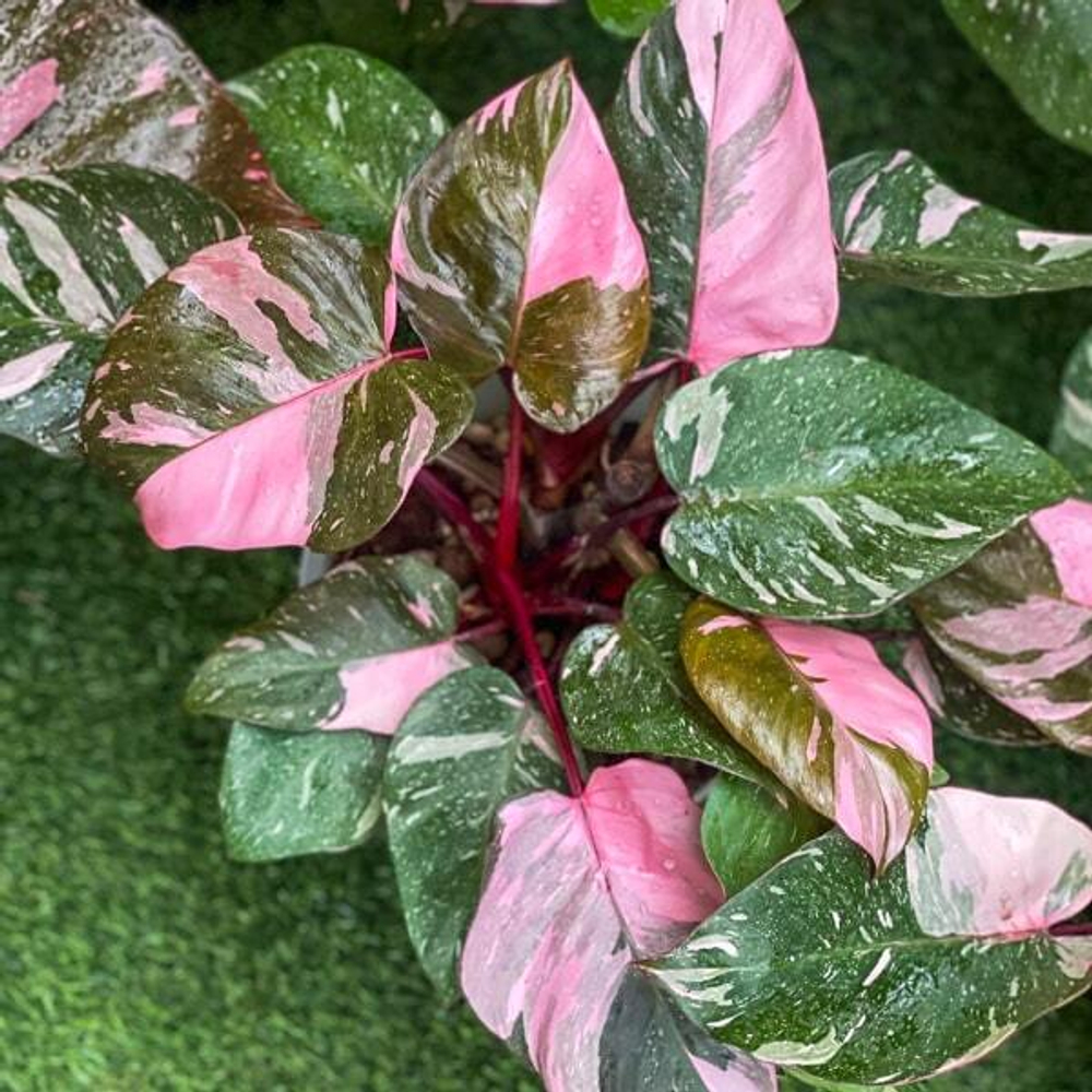 Филодендрон PINK PRINCESS MARBLE KING