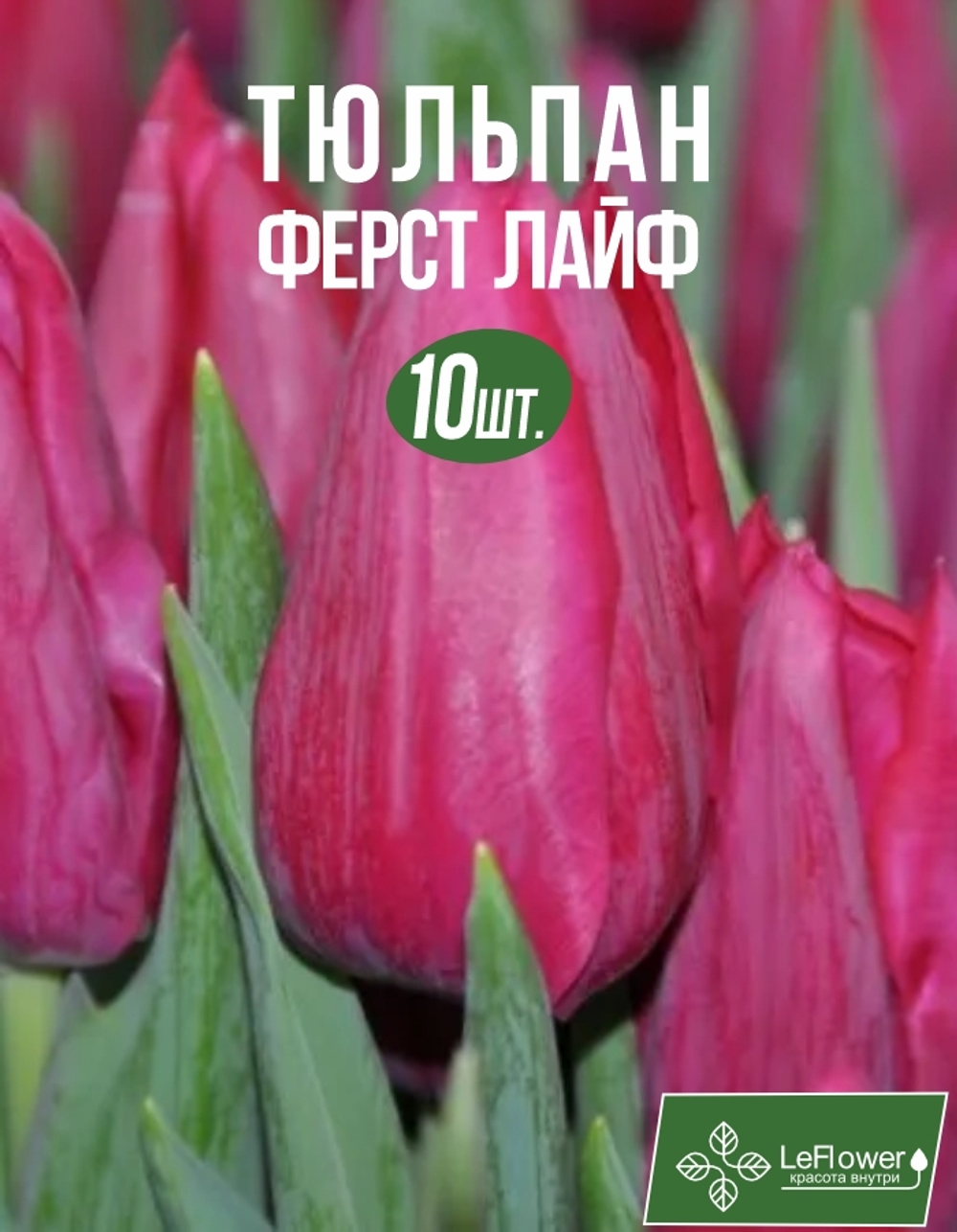 Тюльпан Луковица, Ферст Лайф, 10шт