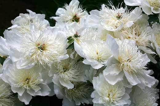 Пион Брайдс Дрим 3-5 почек Закупка М81 октябрь 2026