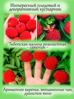 Тибетская малина розолистная малиноклубника