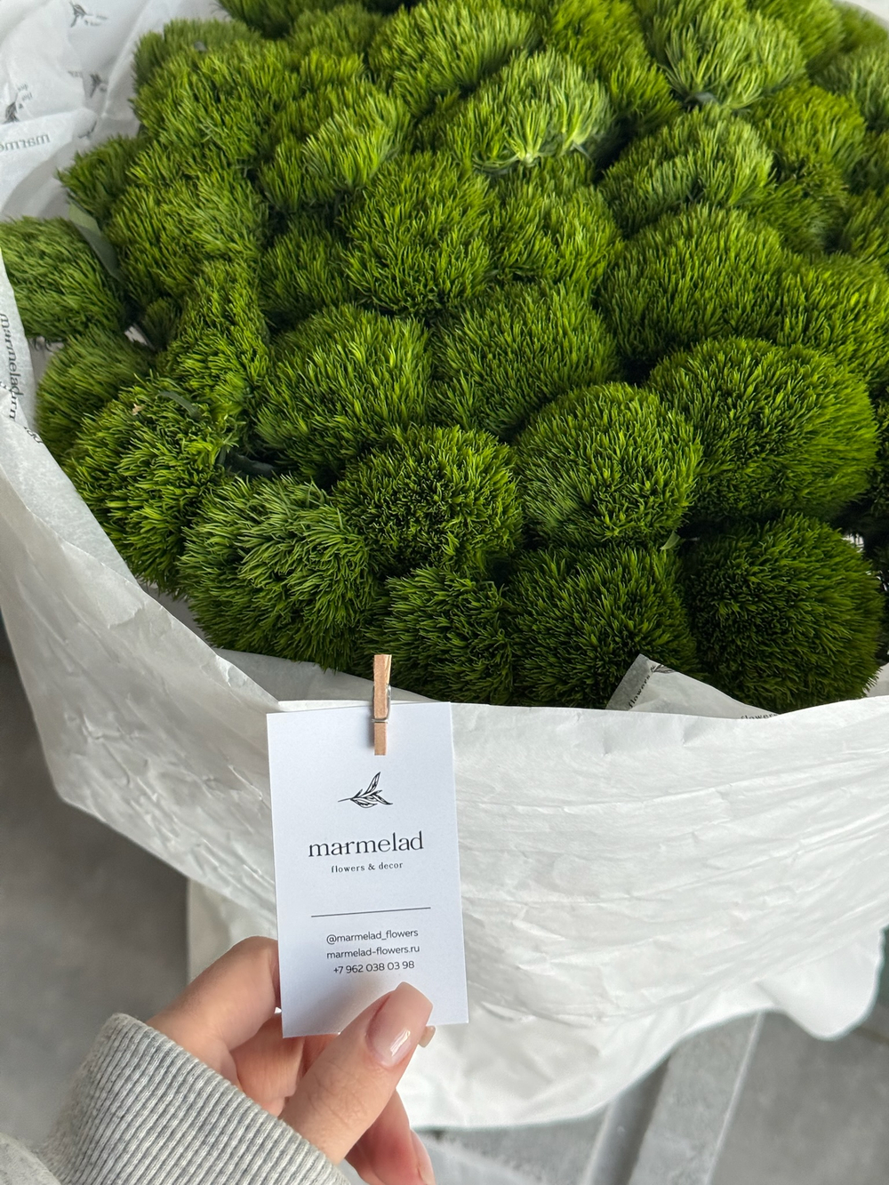 Моно букет из диантусов сорта Грин трик 51 шт