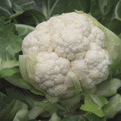 Джерес F1 семена капусты цветной (Bejo / Бейо)