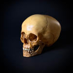 Череп человека ребёнок (анатомическая модель)