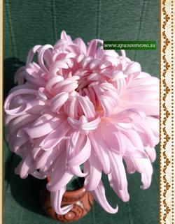 Christine Arnul крупноцветковая хризантема ☘  ан 63   (временно нет в наличии)