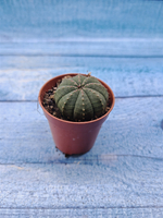 Euphoria Obesa (Эуфорбия)