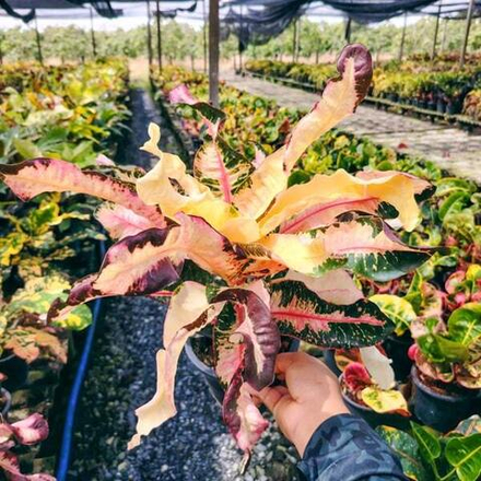 Кротон THA CHANG