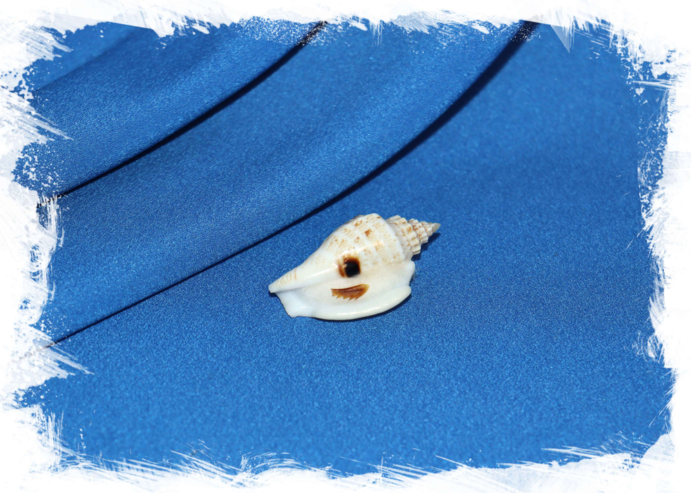 Стромбус вариабилис, Strombus variabilis