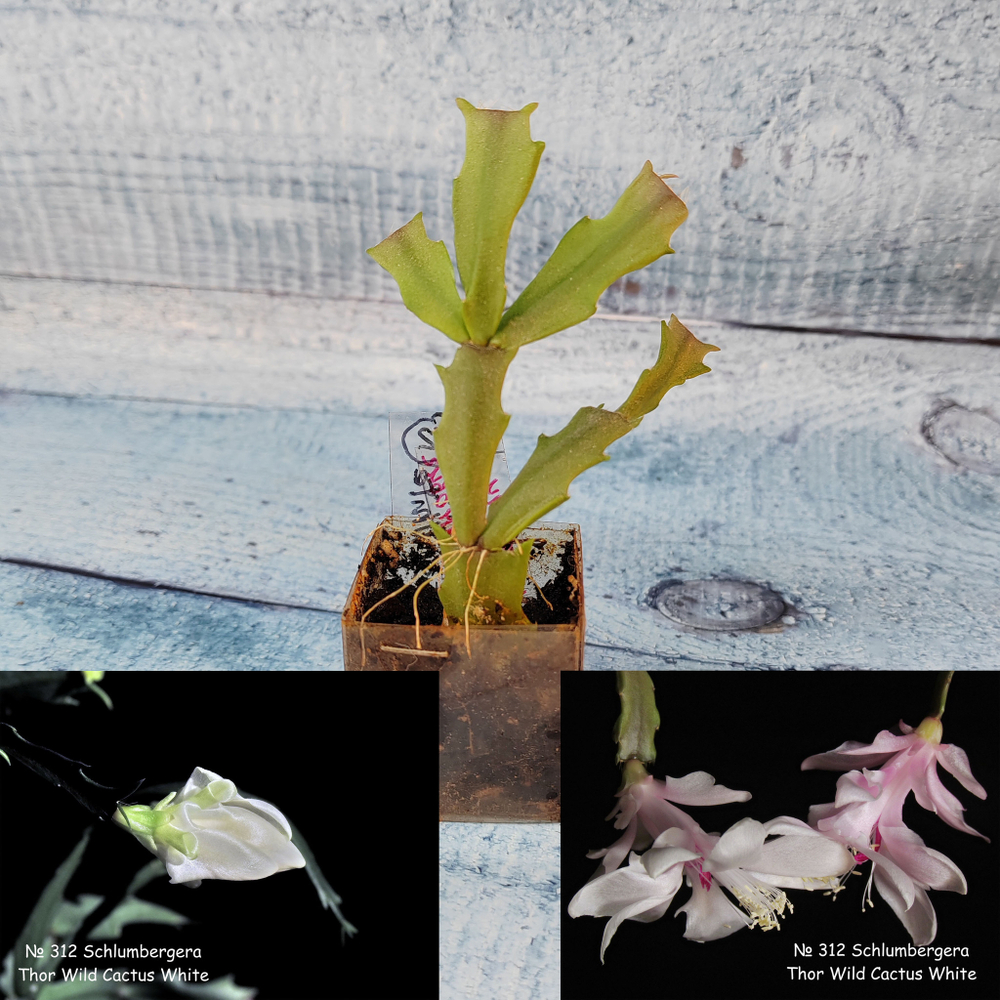 Schlumbergera Thor Wild Cactus White (Декабрист)