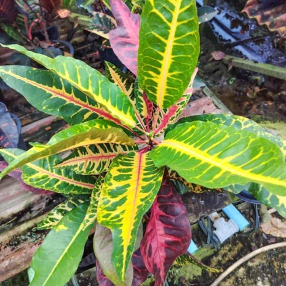 Кротон MANGKORN FAI