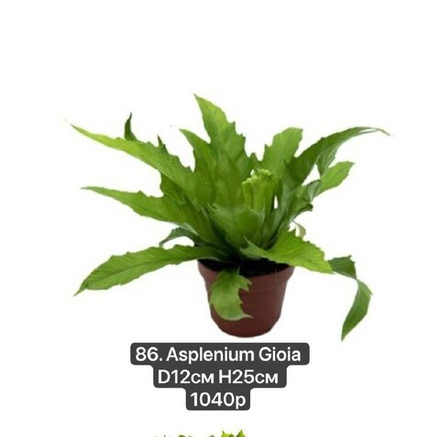 86. Асплениум Джиойа (Asplenium Gioia) D12см Н25см