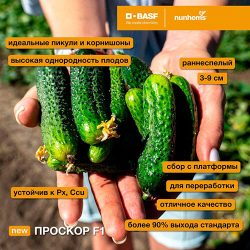 Семена огурца Проскор F1, Nunhems, 7 шт.