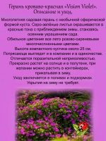 Герань Визион Виолет многолетняя