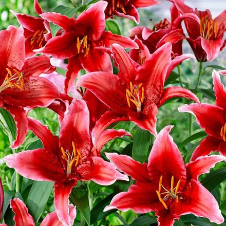 Лилия Рэд Флэш (5 шт) Волжский Сад