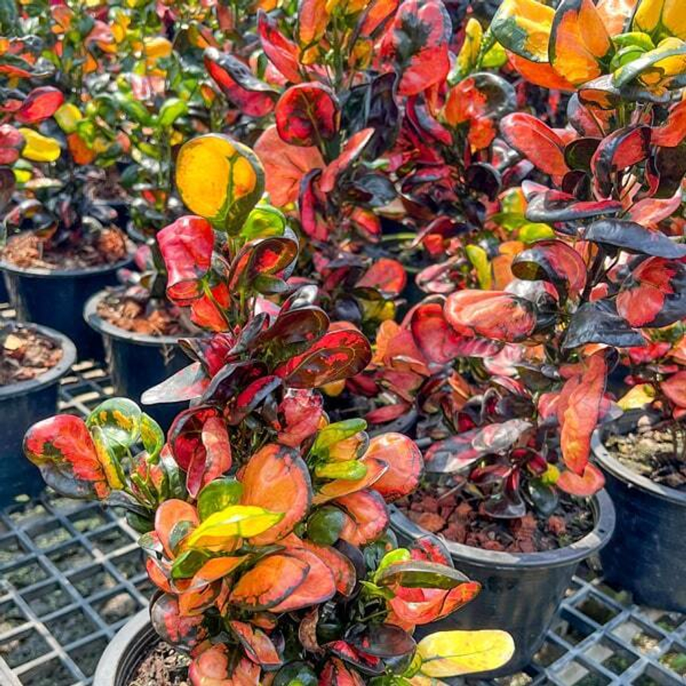 Кротон TANG HU