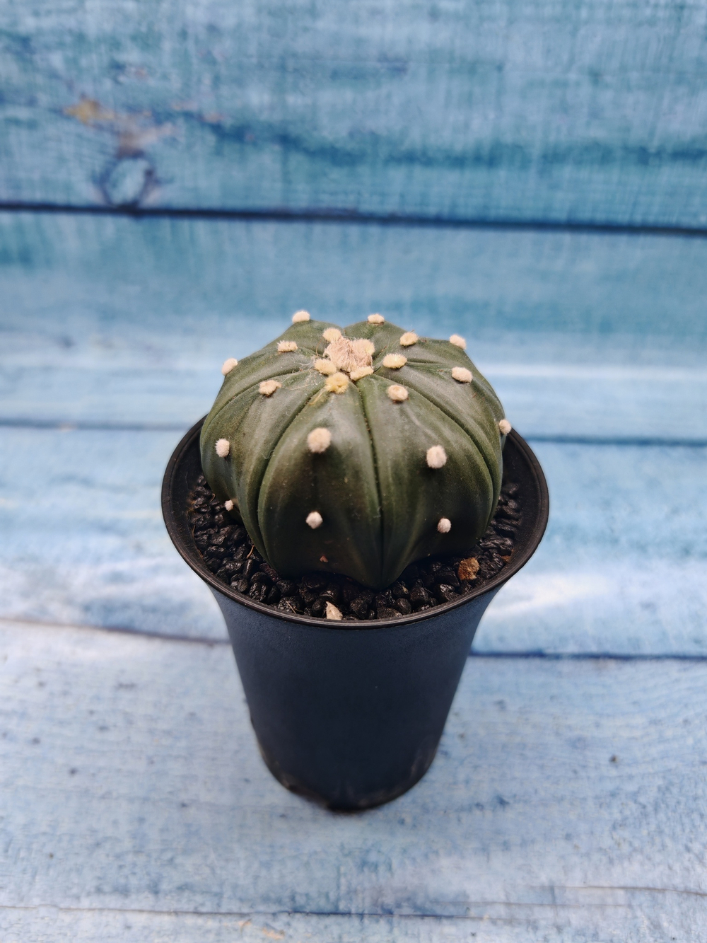 Astrophytum Asterias (Астрофитум)