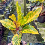 Кротон SEDTHEE MUEANG KHON