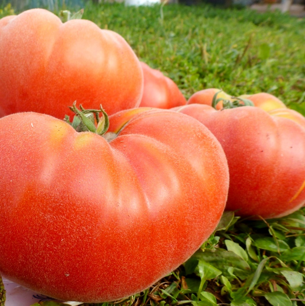 Помидоры Абрикос