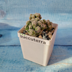 Mammillaria Vetula (Маммилярия)