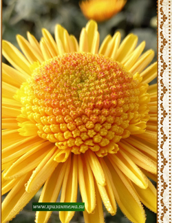 Anderton Крупноцветковые хризантемы ☘ ан 52    (отгрузка Май)