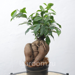 Бонсай Фикус Микрокарпа Гинсенг большой